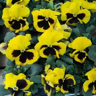 black and yellow Pansy Flowers