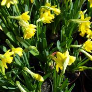 Narcissus Flowers