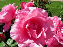 Flowers Of Color pink