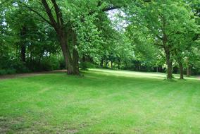 Park trees landscape