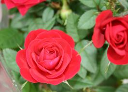 extraordinarily beautiful pink Rose