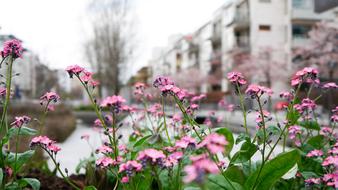 incredibly beautiful Flowers pink