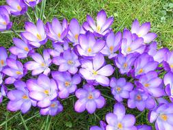 extraordinarily beautiful Crocus Flower Violet