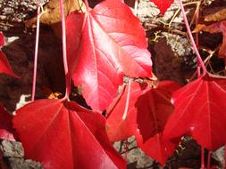 Red Ivy leaves close up