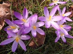 extraordinarily beautiful Crocus Spring Purple