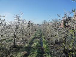 ice Apple Orchard