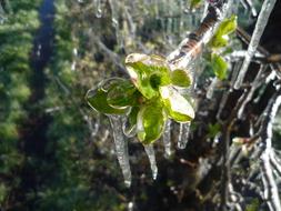 Frost Apple Blossoms