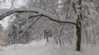 Stockholm Winter Snow forest