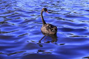 Black Swan Swimming on dark blue water