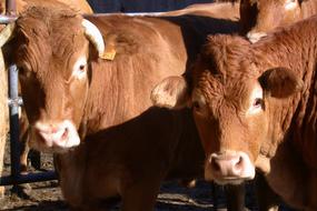 look of brown cows on the farm