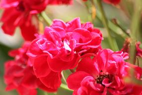 Close-up of the beautiful red and pink flowers