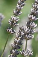 unusually beautiful Lavender Flower