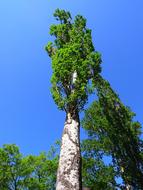 Germany Trees Sky