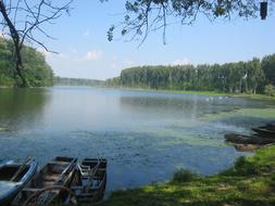 Beautiful landscape of the Tisza river among the plants, in the Southern Hungary