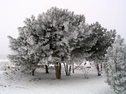 Tree Winter Trees