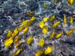 Close-up of the beautiful, yellow fishes swimming in the water, in light