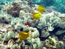 Coral Fish Underwater