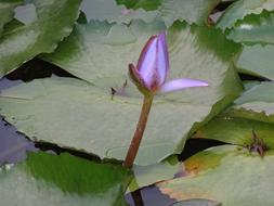 Lily Flower Bud in pond