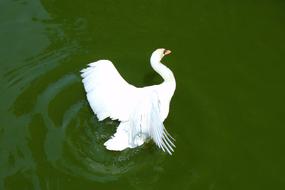 Swan in Lake Water