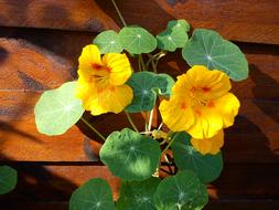 Flowers Yellow green