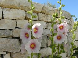 hollyhocks on the background of a brick wall on the island of ile de re, France