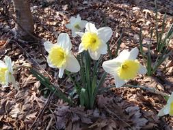 incredibly beautiful Daffodils Flower Yellow