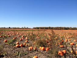 Sky Blue and Orange pumpkins