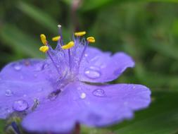 perfect Bloom Drop Of Water
