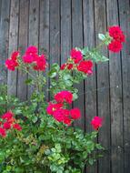 Red Roses at Wooden Wall