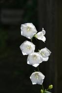 photo white bells on a dark background