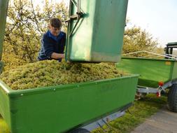grape harvest at the winery