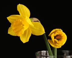 absolutely beautiful Daffodil Narcissus