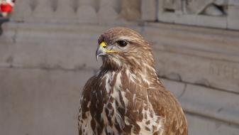 Beautiful, brown and white bird, near the architecture