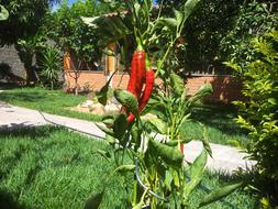 red hot peppers on a bush in the garden on a sunny day