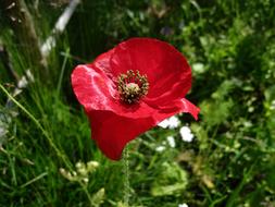 goodly Poppy Flower Red and green