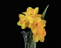 yellow daffodils in a glass vase on a black background