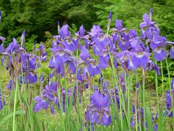 perfect Iris Summer Bloom