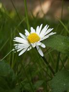 impressively beautiful Daisy