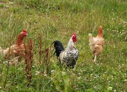 Cock Hen Poultry on meadow