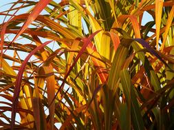 Close-up of the beautiful and colorful bamboo plants in sunlight and shadows, in the autumn