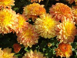 Mums Chrysanthemum flowers at Fall