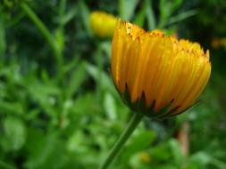 Marigold Orange Summer