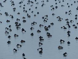 Ducks Waterfowl at lake