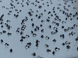 Ducks Waterfowl