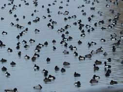 Beautiful Tufted ducks swimming in the water with ripple