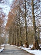 Avenue Redwood Tree Lined