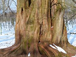 Sequoia Log Tribe conifer tree