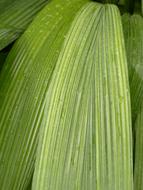 Ribbed palm grass leaf, macro