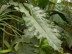 Leaf Large Green