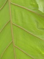 Leaf Veins Large